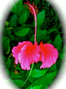 Beautiful pink flower from Hawaii Mythology tells us that the earth was once a paradise