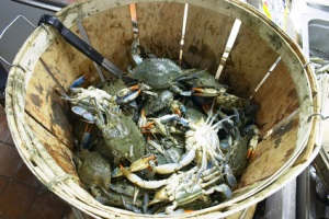 the crabs in a bucket mentality major obstacles to freedom