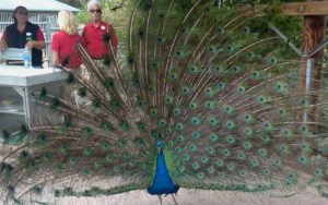 San Diego Zoo Peacock